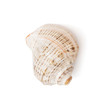 One isolated sea shell