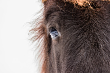 Wall Mural - Pony Augen Portrait