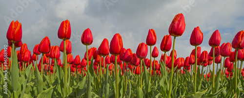 Nowoczesny obraz na płótnie Bulb fields with tulips in spring 