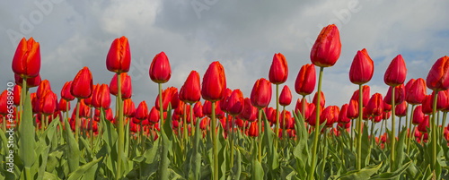 Fototapeta na wymiar Bulb fields with tulips in spring 