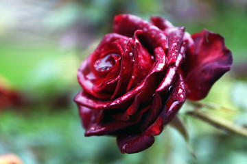 Canvas Print - Dark red rose in the garden, closeup