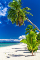 Wall Mural - beautiful palm tree beach on cook islands on a sunny day