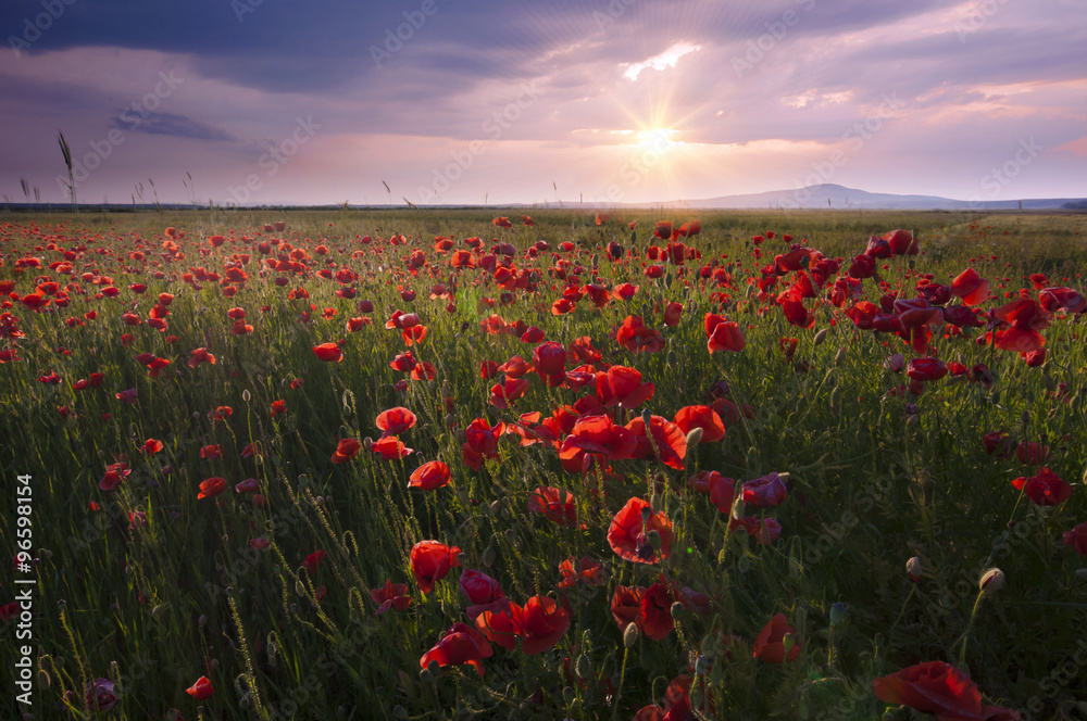 landscape with nice sunset over poppy field - obrazy, fototapety, plakaty 