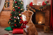 Dog Nova Scotia Duck Tolling Retriever Holiday, Christmas