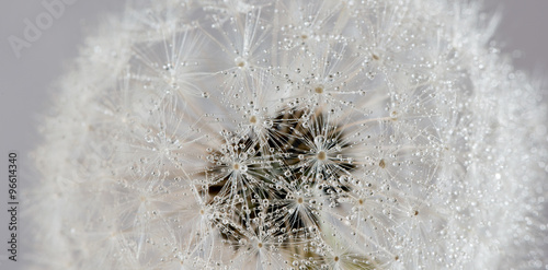 Obraz w ramie Dandelion with water drops (abstract backdrop)