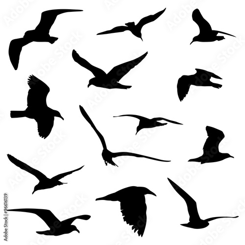 various flying birds in silhouette vector Poster