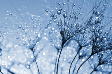 Wall Mural - Dewy dandelion flower close up