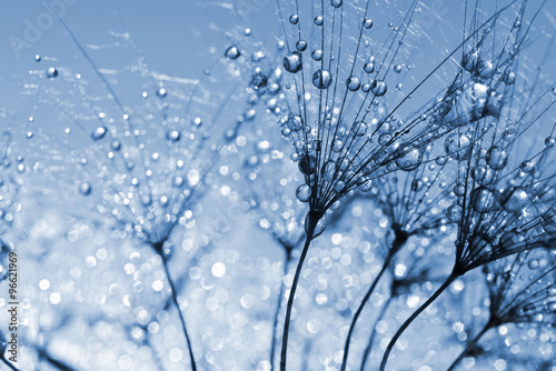 Naklejka dekoracyjna Dewy dandelion flower close up