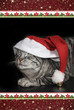 Katze mit Nikolausmütze - Weihnachtskarte