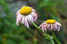 Withered Daisies In The Garden