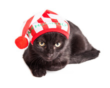 Funny Grumpy Christmas Kitten