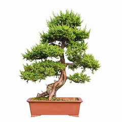 Wall Mural - bonsai tree of shimpaku juniper