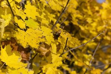 yellow maple leaves on a tree in the solar autumn day at a time