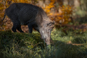 Wall Mural - Wild boar in dappled sunlight looking down