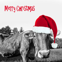 Red Christmas Hat On A Black And White Cow, Merry Christmas Greeting Card