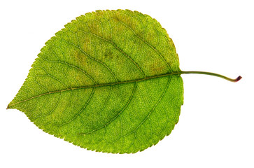 birch leaf