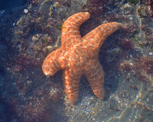 A Star Fish In A Tide Pool Seeming To Wave "hello"