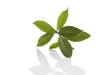 Poster - Bay leaves.