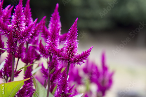 Fototapeta na szkło ケイトウの花
