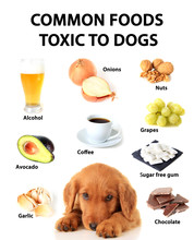 Foods Toxic To Dogs.