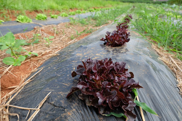 Wall Mural - Red oak cabbage in the organic farm