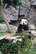Panda eating bamboo in the Ocean park. Hong Kong