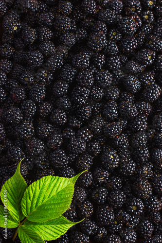 Obraz na plátně blackberry food background. Fresh berries and green leaf.