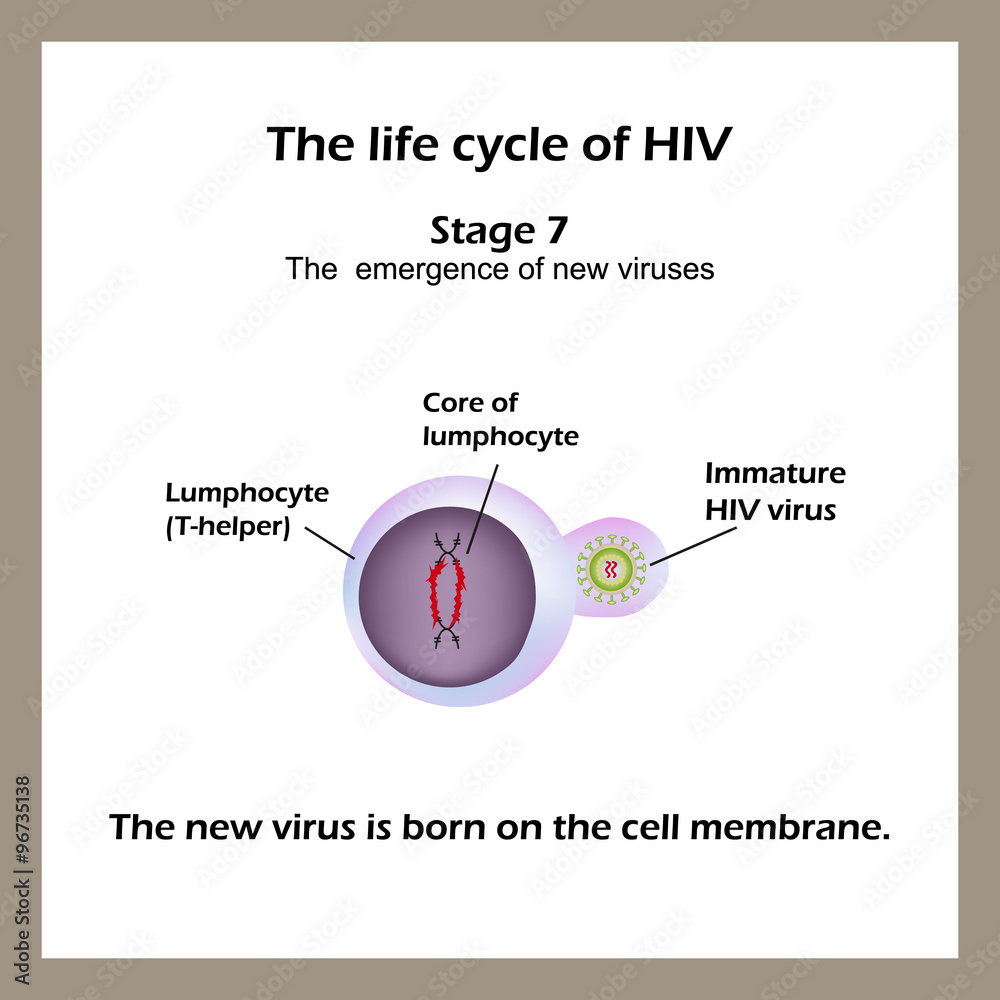 The life cycle of HIV. Stage 7 - The new virus is born on the cell ...