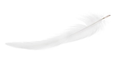Light Gray Thin Long Isolated Feather