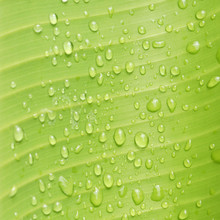 Water Drops On Banana Leaf