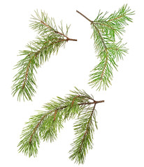 three green pine branches isolated on white
