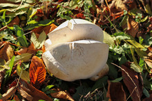 Giant Puffball In Autumn Leaves