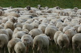 Fototapeta Zwierzęta - sheep's backs 2