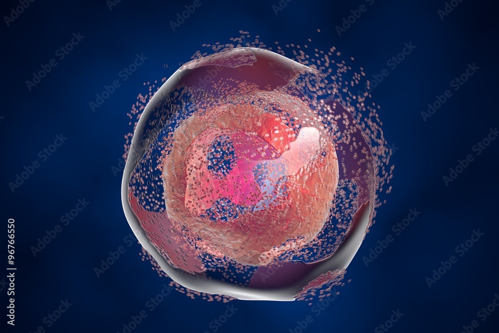 Cell lysis. Destruction of a cell. Can be used to illustrate effect of ...