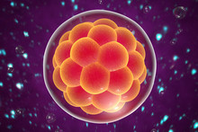 Human Embryo On Colorful Background. 3D View