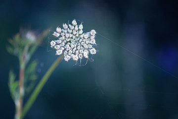 Wall Mural - Queen Anne's lace in web
