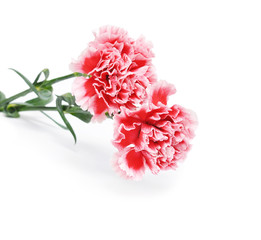 Wall Mural - Carnations