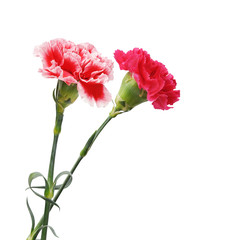 Wall Mural - Carnations