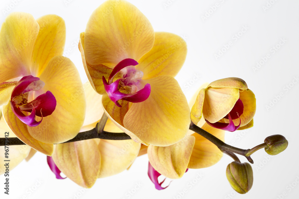 piekna-zolta-orchidea-na-bialym-tle