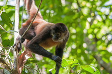Costa Rican Spider Monkey, Hanging From Tree
