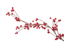 Christmas Branch With Red Berries 