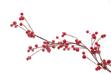 Christmas branch with red berries 