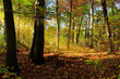 Wald im Herbst mit goldenen Sonnenstrahlen