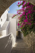 Idyllic way through cycladic white houses and pink flowers