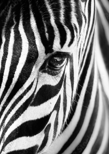 Fototapety Zebry  portret-zebry-czarny-i-bialy