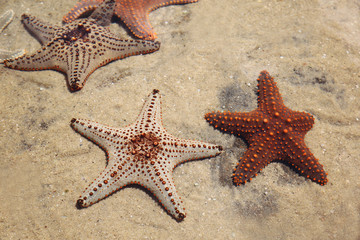 Starfish in a rockpool, selective focus, color filter