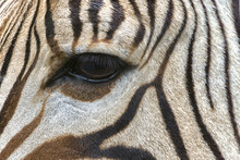 Zebra Eye Close-up
