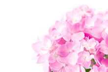 Sweet  Pink Hydrangea Flowers On A White Background , Selective