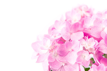 Wall Mural - sweet pink hydrangea flowers on a white background , selective