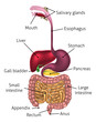 Human Digestive Tract System